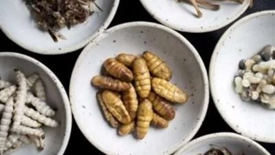 قرار رسمي أوروبي..اعتماد الصراصير والديدان ضمن قوائم الطعام.. تعرف عليها.. تفاصيل