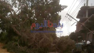 سقوط شجرة على الأسلاك الكهربائية بسبب الرياح في الغربية