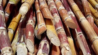 التموين: توريد مليون و400 ألف طن قصب سكر حتى الآن