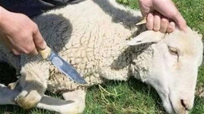 هل يجوز الأكل من لحم النذر لأهل البيت أم لا بد من إخراجه.. الإفتاء تجيب