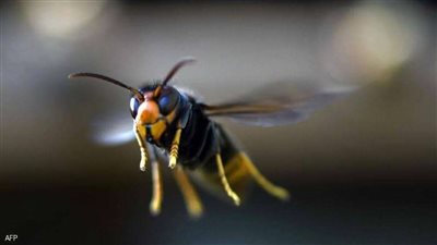 العثور على أول عش للدبابير القاتلة في الولايات المتحدة