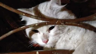 الحماية المدنية تنقذ قطة 