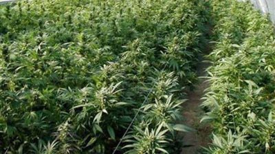 المغرب.. القبض على 3 مروجين للمخدرات بمراكش