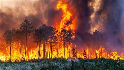 16 قتيلًا حصيلة ضحايا حريق غابات بدولة تشيلي.. تفاصيل