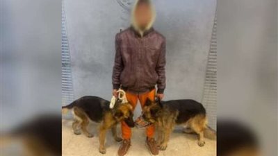 ضبط طالب لترهيب المارة بـ «كلاب» وقيام أحدهما بعقر طفل بمدينة بدر