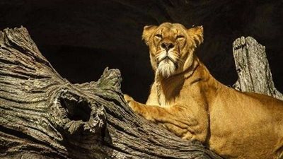 أثارت الجدل.. لبؤة تظهر داخل شقة سكنية في موسكو (شاهد)