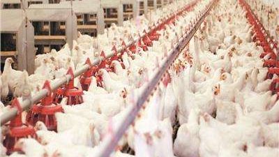 أسعار الدواجن والبيض اليوم الجمعة  10 - 2  - 2023