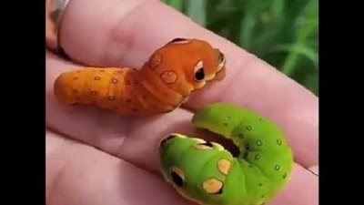 فراشة شجيرة التوابل تشبه الثعبان ولها قدرة مذهلة على التمويه (فيديو)