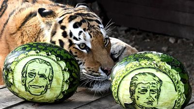 دب روسي يفاجئ نمرا ويتنبأ بنتائج انتخابات الرئاسة الأمريكية.. فيديو