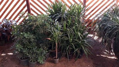 مياة سوهاج: إنتاج نباتات الزينة بإدارة الغابات الشجرية