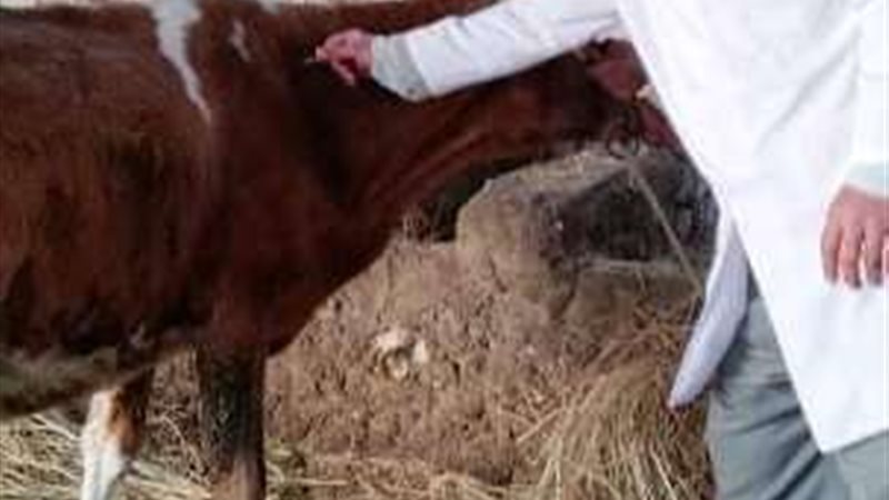الحملة القومية للتحصين