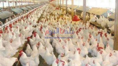 بريطانيا تعلن اكتشاف بؤرة لإنفلونزا الطيور في مزرعة للدواجن