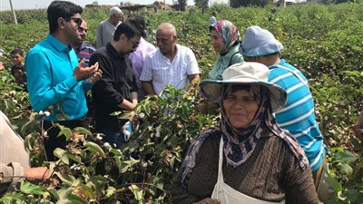 وزارة الزراعة.. توفير مستلزمات الإنتاج من اسمدة وتقاوي ومبيدات استعداد للموسم الشتوي بأسيوط