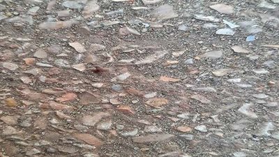 أثارت الرعب لدى الأهالي.. حشرات غريبة تُهاجم محافظة الأقصر (التفاصيل)