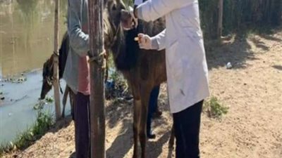 انطلاق قوافل بيطرية لتحصين وعلاج رؤوس الماشية ضد مرض الدرن والبروسيلا