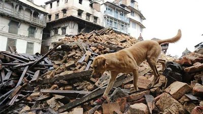 «البحوث الفلكية» تكشف حقيقة شعور الحيوانات بالزلازل قبل وقوعها