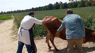 القوافل البيطرية تواصل حملاتها لعلاج وتحصين الماشية بالإسماعيلية