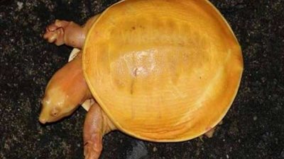 العثور على سلحفاة صفراء نادرة في الهند للمرة الثانية خلال عام