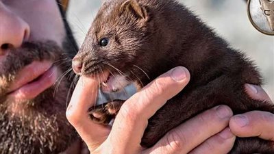 كارثة.. ظهور إصابات كورونا بسبب حيوان المنك فى 6 دول