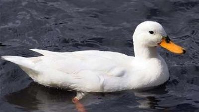 بالفيديو.. سيدة تسرق 