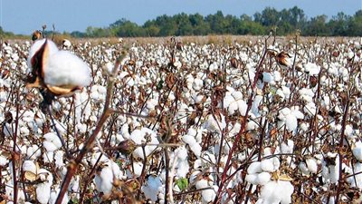 وزارة الزراعة تعلن أصناف القطن المرخص بحلجه.. تفاصيل