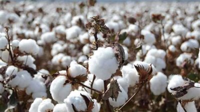 الجريدة الرسمية تنشر قرار وزاري حول  نظام تداول القطن الزهر