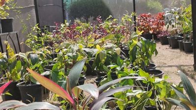 جهاز التطوير والتجميل: إنشاء صوبة زراعية داخل مكتبة مصر العامة