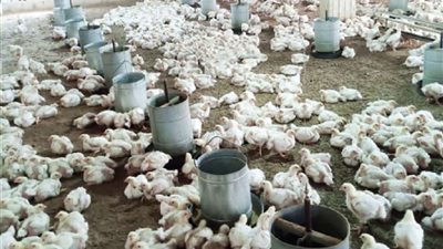 نقيب الزراعيين: لدينا مشكلة حقيقية في أسعار الدواجن