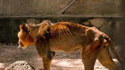 هزيلة ومنهكة .. شاهد موت بطيء للحيوانات بحديقة بنيجيريا