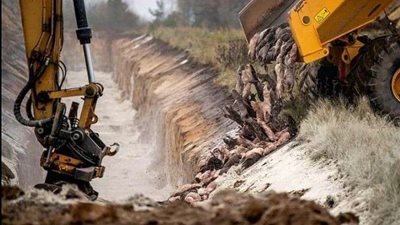 بسبب كورونا.. دفن 17 مليونا من حيوان المنك في الدنمارك