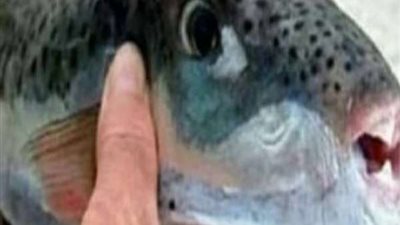 الأجهزة الأمنية تضبط 127 كيلو من أسماك الأرنب السامة بالإسكندرية