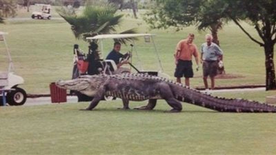 ظهور تمساح ضخم بملاعب الجولف