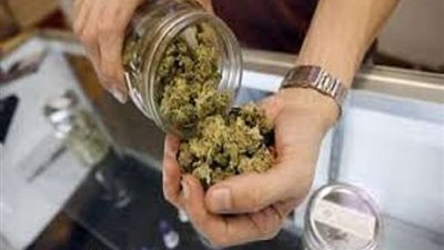 مجلس الشيوخ المكسيكي يبدأ دراسة مبادرة لشرعنة الماريجوانا