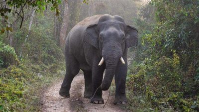 اقتحم أرضه.. كيف أنهى فيل حياة إسرائيلي؟