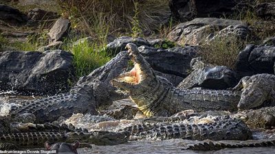 شاهد.. أكبر تمساح في العالم يشبه الديناصور