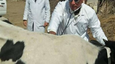 جامعة الزقازيق توجه قافلة بيطرية لقرية اللغم بمركز أبوحماد