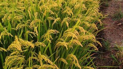 بهدف ترشيد إستهلاك المياه.. الزراعة تكشف الستار عن 5 أنواع أرز مطورة