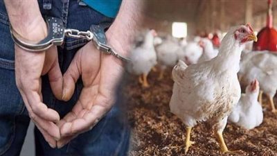 ذبّح «بائع دواجن» خلال عمله على يد شاب بالجيزة.. تفاصيل