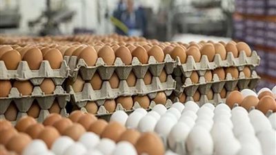 35 جنيها تراجع.. انخفاض في أسعار كرتونة البيض اليوم في الأسواق