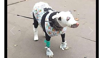 كلبة حامل تنقذ 4 مرضى من حريق هائل