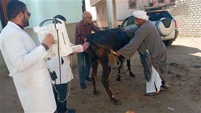 حفاظًا على الثروة الحيوانية والداجنة.. نشاط كبير لمديرية الطب البيطري خلال فبراير الماضي