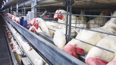 ارتفاع أسعار الدواجن..5 جنيه في كيلو الساسو