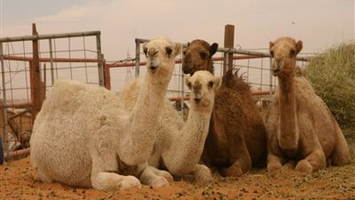 شاهد.. صراع عنيف بين جملين ومحاولة المواطنين إنقاذ أحدهم