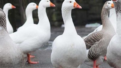 رجل يتعرض للمسائلة القانونية والسبب 