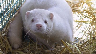 حيوان المنك مصدر كورونا في فرنسا