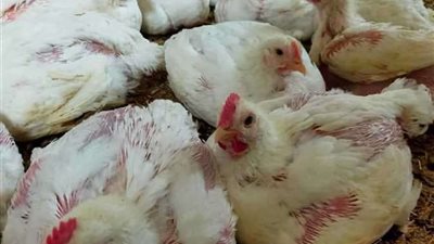 نائب وزير الزراعة يكشف أسعار الفراخ في الأسواق