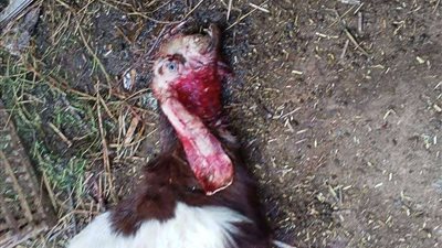 بشكل بشع.. كلبة تفترس ماعز وتقتلهم