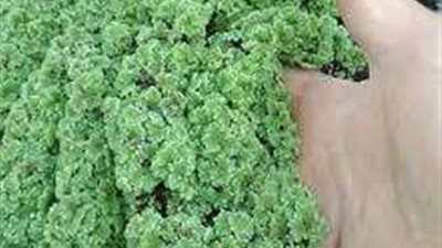 بديل رائع للأعلاف.. 