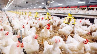 شعبة الدواجن: دول الخليج كاملة طبقت هذا القانون منذ عام 2009