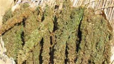 ضبط 52 كيلو من مخدر البانجو خلال حملة أمنية موسعة